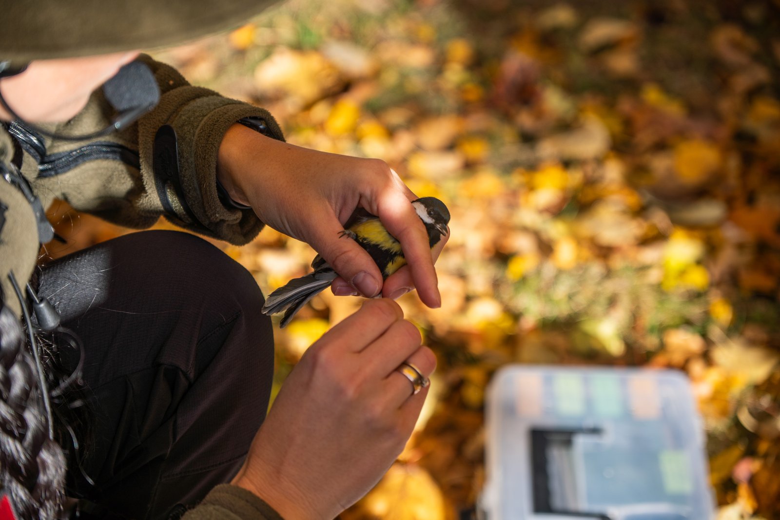 Šeimoms stovyklos pasiūlymas 2026-05-08 – 2026-05-10, Ignalina