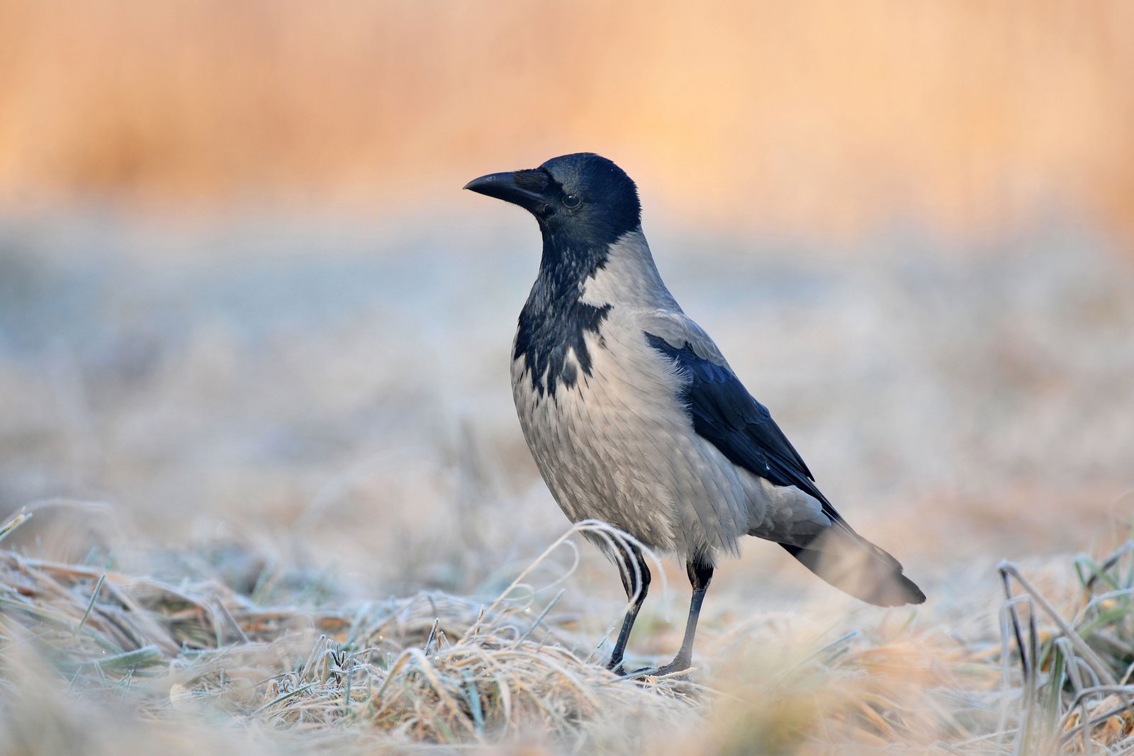 Šeimoms stovyklos pasiūlymas 2027-01-15 – 2027-01-17, Ignalina